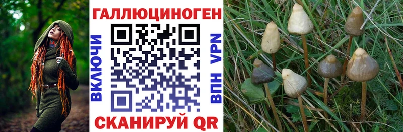 Галлюциногенные грибы Cubensis закладки Пыталово